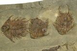 Line of Five Foulonia Trilobites - Fezouata Formation #328563-2